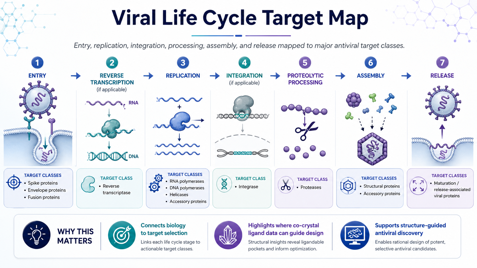 Viral life cycle target map infographic showing entry, reverse transcription, replication, integration, proteolytic processing, assembly, and release mapped to antiviral target classes.